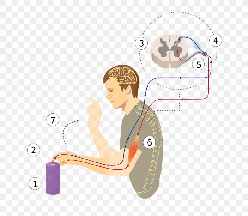 Reflex Arc Patellar Reflex Spinal Cord Nervous System, PNG, 1176x1024px, Watercolor, Cartoon, Flower, Frame, Heart Download Free