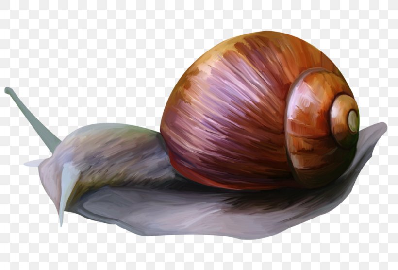 Snail Animal Clip Art Picture Frames Shallot, PNG, 1024x695px, Snail, Animal, Garlic, Molluscs, Picture Frames Download Free