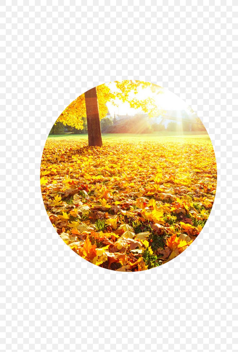 Autumn Deciduous Photography Summer, PNG, 805x1208px, Autumn, Autumn Leaf Color, Deciduous, Fukei, Landscape Download Free