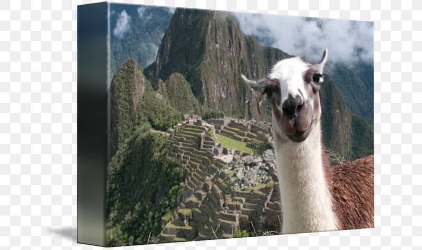 Machu Picchu Llama Inca Empire New7Wonders Of The World Photobombing, PNG, 650x487px, Machu Picchu, Altiplano, Camel Like Mammal, Cusco, Fauna Download Free