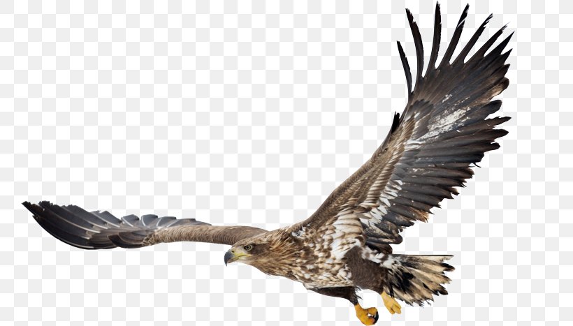 Bald Eagle White-tailed Eagle Bird Hawk, PNG, 760x467px, Bald Eagle, Accipitriformes, Beak, Bird, Bird Of Prey Download Free