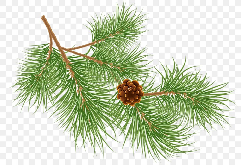 Clip Art, PNG, 800x560px, Christmas, Branch, Christmas Decoration, Christmas Ornament, Conifer Download Free