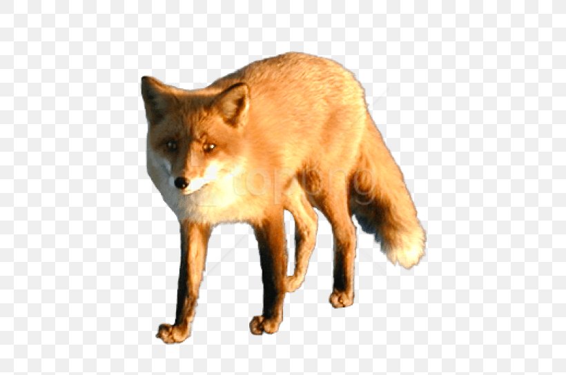 Red Fox Image Dhole, PNG, 480x544px, Red Fox, Animal, Animal Figure, Animal Sauvage, Canidae Download Free