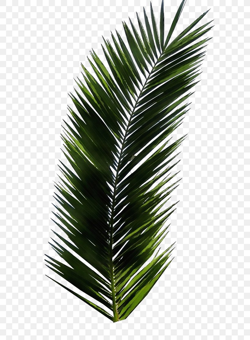 Cartoon Palm Tree, PNG, 590x1115px, Watercolor, Arecales, Attalea Speciosa, Borassus Flabellifer, Botany Download Free