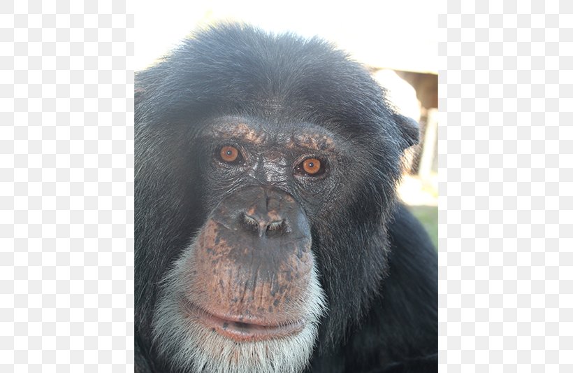 Common Chimpanzee Gorilla Primate Monkey Siamang, PNG, 800x533px, Common Chimpanzee, Animal, Ape, Chimpanzee, Fur Download Free