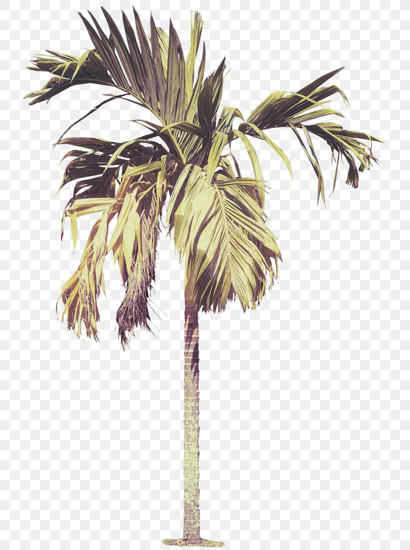 Palm Tree, PNG, 729x1100px, Tree, Arecales, Borassus Flabellifer, Coconut, Desert Palm Download Free