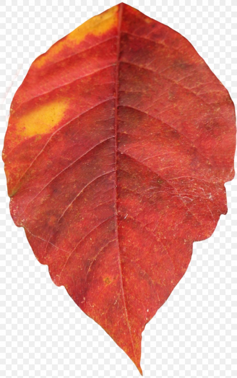 Autumn Leaf Color Clip Art, PNG, 900x1435px, Autumn Leaf Color, Autumn, Green, Image File Formats, Leaf Download Free