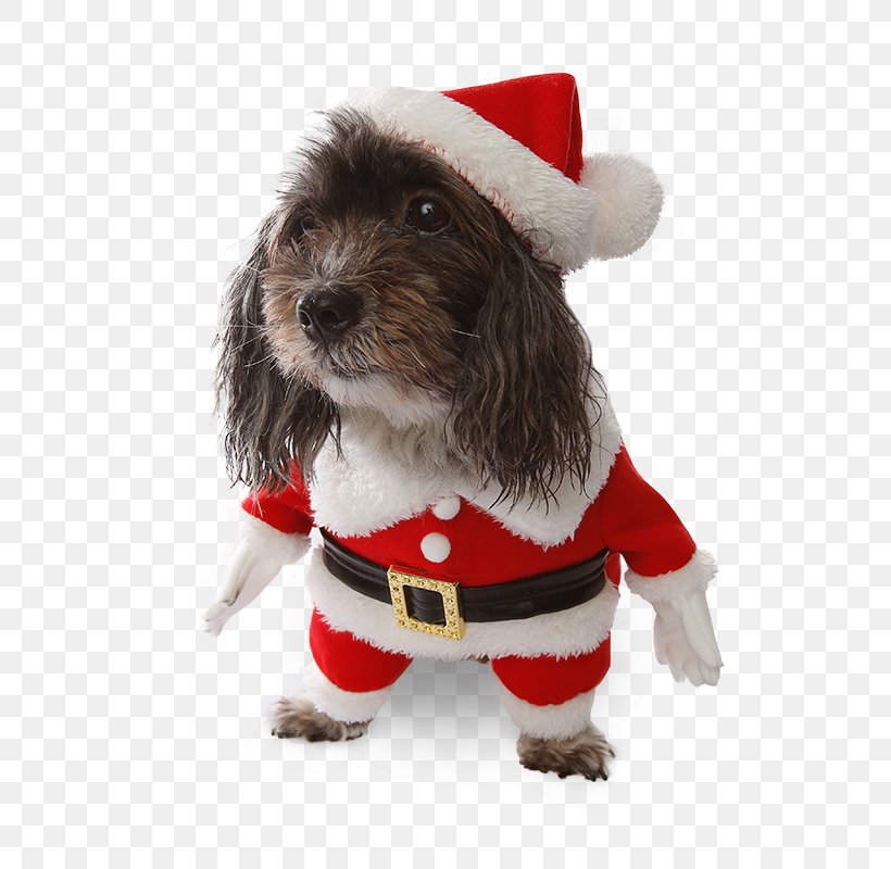 Dog Breed Petit Basset Griffon Vendéen Puppy Samoyed Dog Costume, PNG, 800x800px, Dog Breed, Animal, Christmas Ornament, Clothing, Companion Dog Download Free