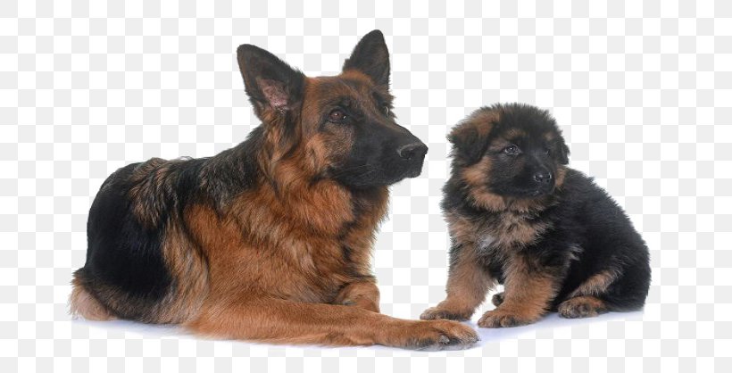 Old German Shepherd Dog King Shepherd Puppy Shiloh Shepherd Dog, PNG, 700x418px, Old German Shepherd Dog, Biting, Breed, Carnivoran, Coat Download Free