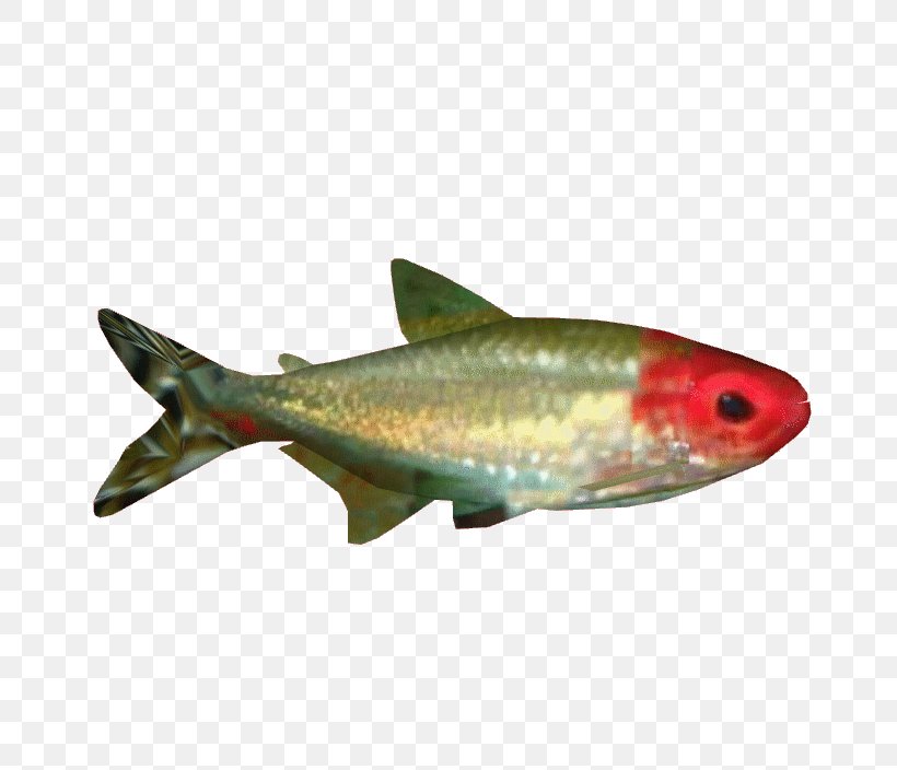 Sardine 09777 Oily Fish Salmon Trout, PNG, 704x704px, Sardine, Biology, Bony Fish, Common Rudd, Fin Download Free