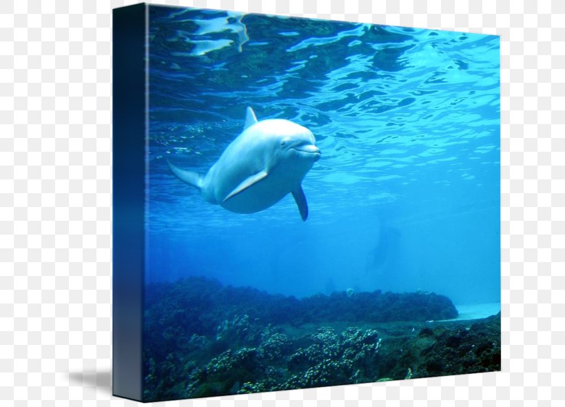 Wholphin Water Marine Biology Sea Fauna, PNG, 650x590px, Wholphin, Aqua, Biology, Dolphin, Fauna Download Free