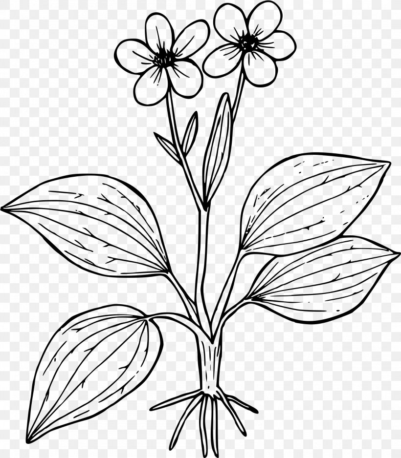 Coloring Book Flower Worksheet Ranunculus Glaberrimus Clip Art, PNG, 2097x2400px, Coloring Book, Artwork, Black And White, Branch, Buttercup Download Free