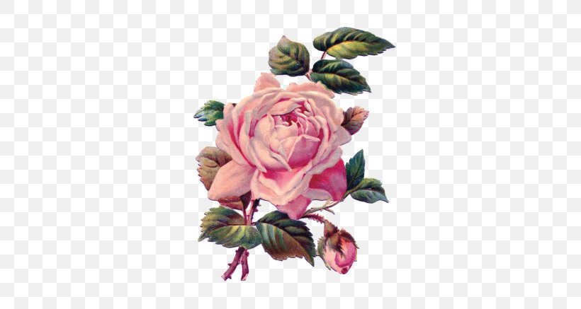 Garden Roses Pittock Mansion Sticker Flower, PNG, 573x437px, Garden Roses, Artificial Flower, Cabbage Rose, Calendar, Cut Flowers Download Free