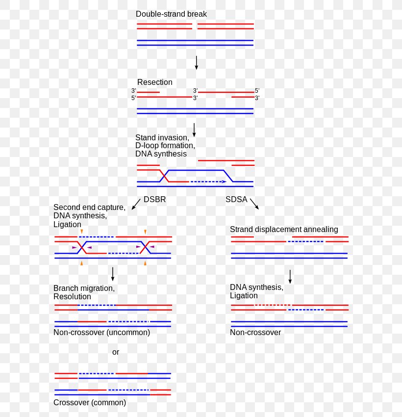 Holliday Junction Homologous Chromosome Chromosomal Crossover Genetic Recombination, PNG, 650x850px, Chromosome, Area, Cell Division, Chromosomal Crossover, Diagram Download Free