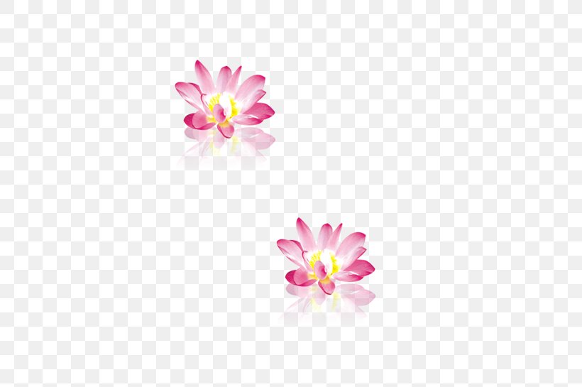 Pink Nelumbo Nucifera Download, PNG, 469x545px, Pink, Dahlia, Flora, Floral Design, Floristry Download Free
