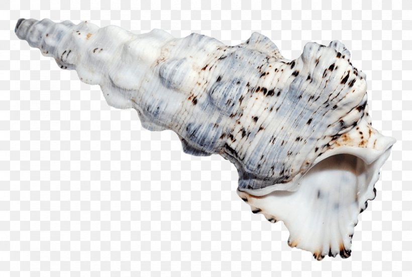 Seashell Clam Sea Snail, PNG, 850x573px, Seashell, Beach, Clam, Clams Oysters Mussels And Scallops, Conch Download Free