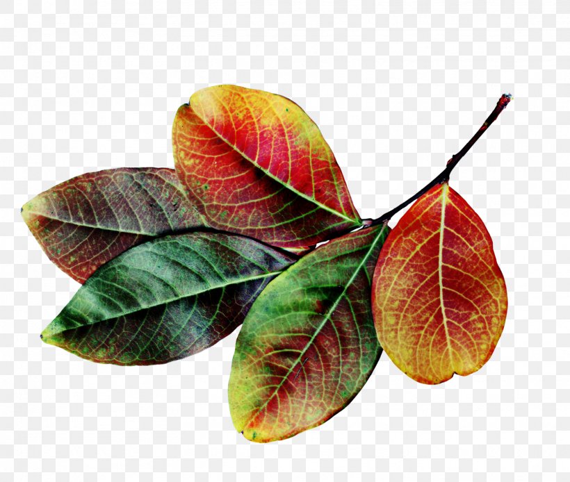 Autumn Leaf Color Autumn Leaf Color, PNG, 1618x1370px, Leaf, Autumn, Autumn Leaf Color, Citation, Decoupage Download Free