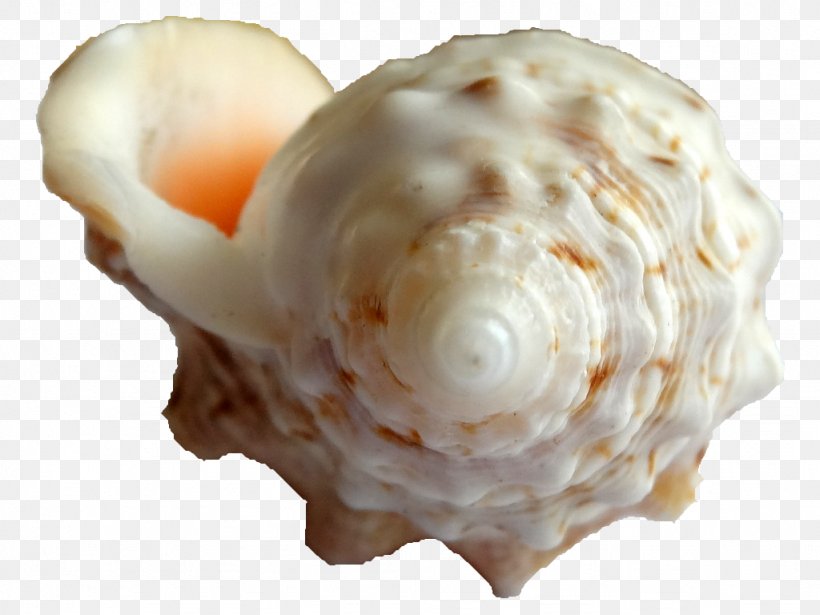 Clam Seashell Scallop Conch Strombus, PNG, 1024x768px, Clam, Cereal, Clams Oysters Mussels And Scallops, Cleaning, Conch Download Free