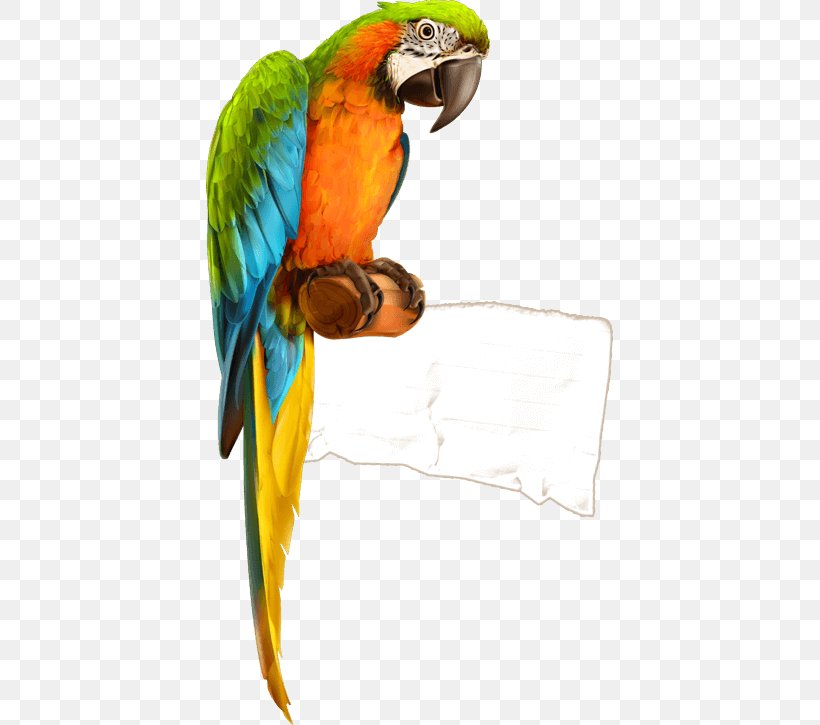 Parrot Bird Macaw, PNG, 408x725px, Parrot, Beak, Bird, Common Pet Parakeet, Drawing Download Free