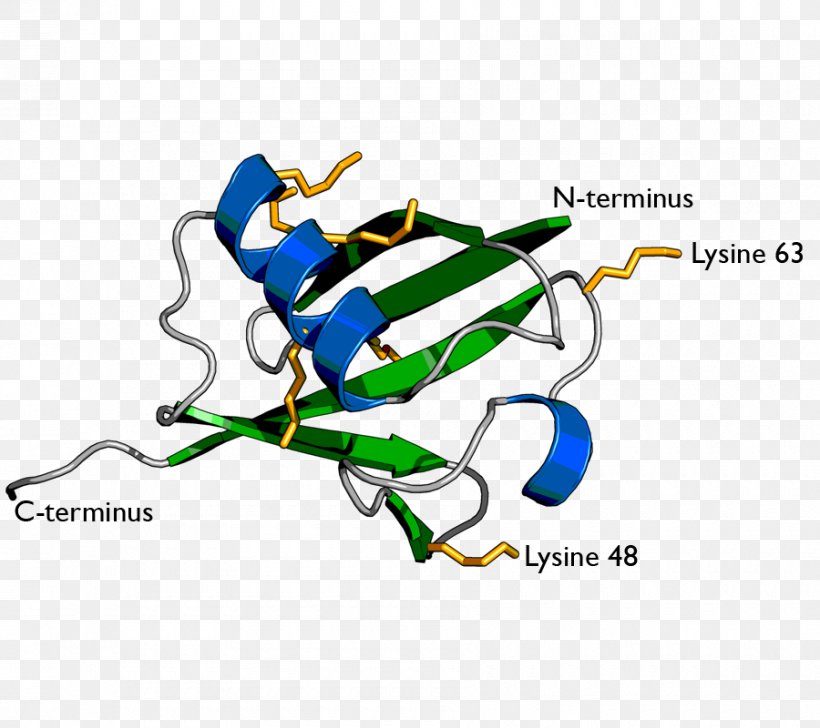 Ubiquitin Ligase Lysine Proteasome Ubiquitin-conjugating Enzyme, PNG, 900x800px, Ubiquitin, Amino Acid, Area, Artwork, Biology Download Free