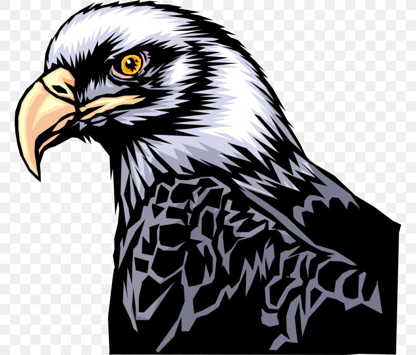 Bird Eagle Bird Of Prey Hawk Accipitridae, PNG, 762x700px, Bird, Accipitridae, Bald Eagle, Beak, Bird Of Prey Download Free