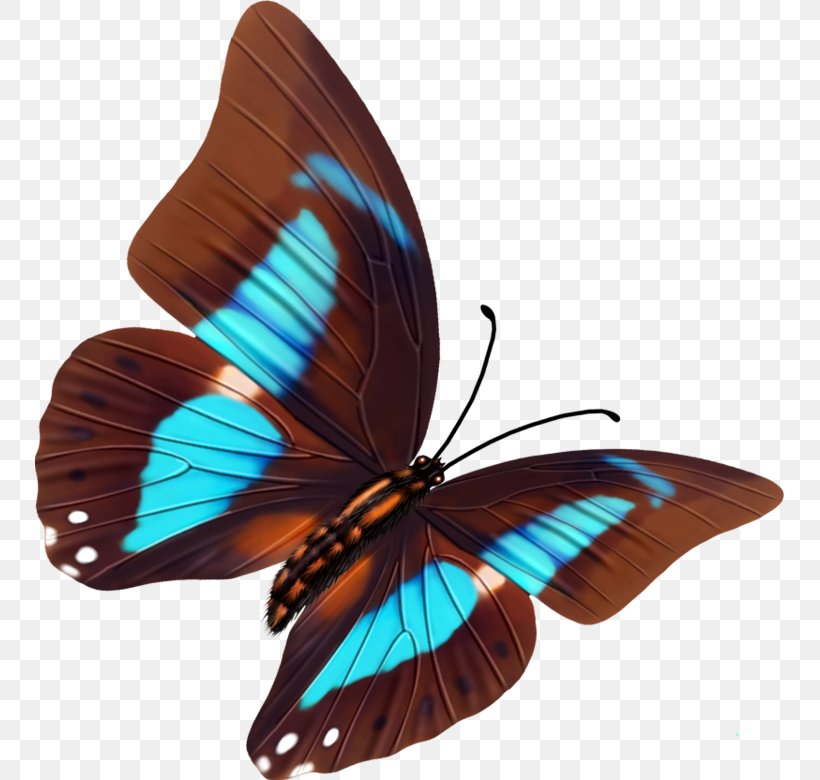 Brush-footed Butterflies Butterfly Gossamer-winged Butterflies Moth 9.7 Inch, PNG, 750x780px, Watercolor, Cartoon, Flower, Frame, Heart Download Free