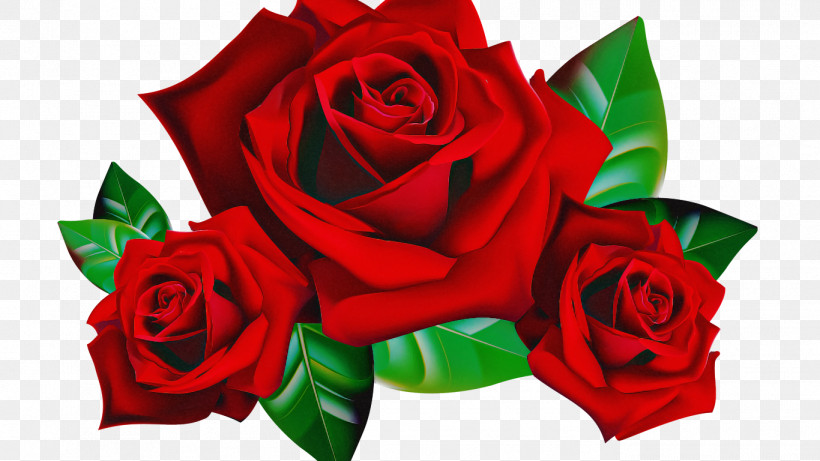 Garden Roses, PNG, 1366x768px, Flower, Bouquet, China Rose, Cut Flowers, Floribunda Download Free