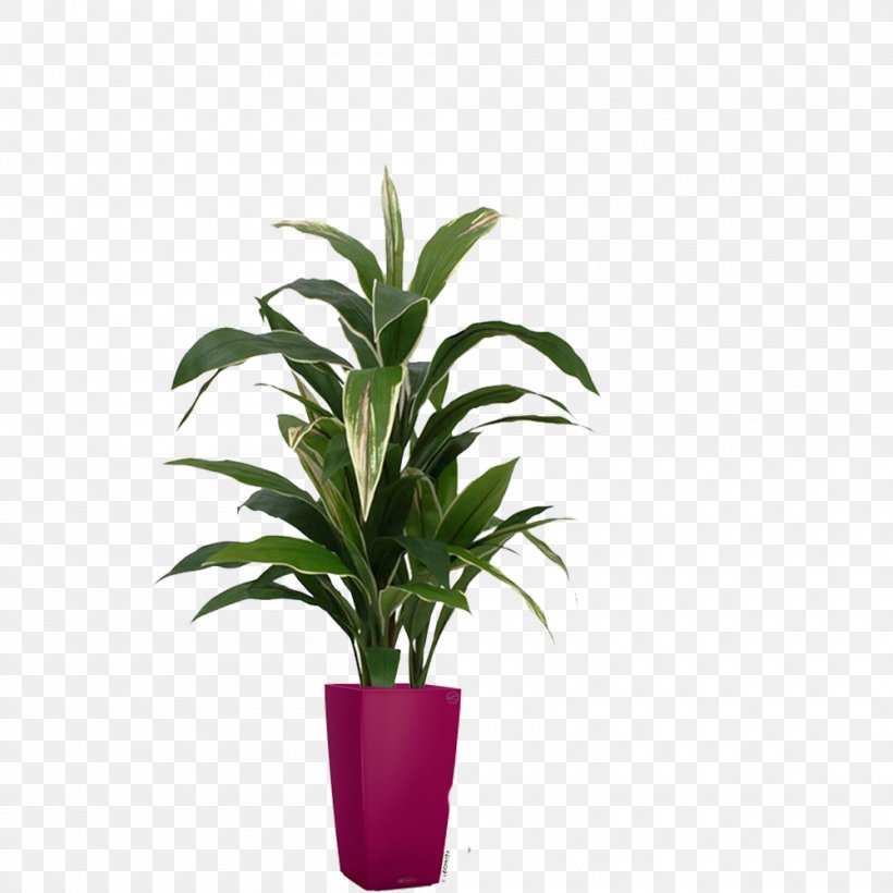 Leaf Flowerpot Houseplant Tree Dracaena, PNG, 1000x1000px, Leaf, Arecales, Centimeter, Dracaena, Evergreen Download Free