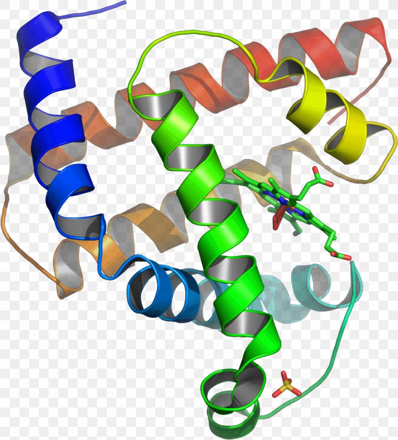Protein Tertiary Structure Myoglobin Protein Structure Amino Acid, PNG, 960x1062px, Protein, Amino Acid, Fashion Accessory, Fusion Protein, Myoglobin Download Free