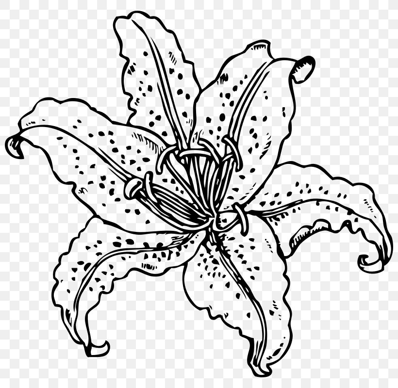Tiger Lily Easter Lily Lilium Candidum Clip Art, PNG, 800x800px, Tiger Lily, Area, Artwork, Arumlily, Black And White Download Free