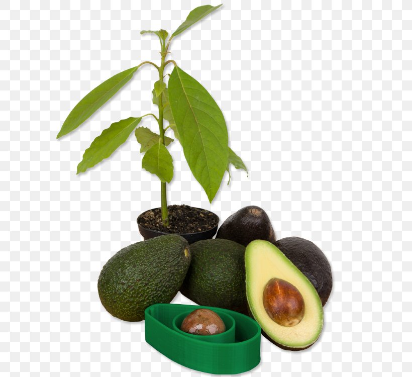 Avocado Guacamole Germination Sowing Seed, PNG, 750x750px, Avocado, Bone, Completo, Cultivar, Food Download Free