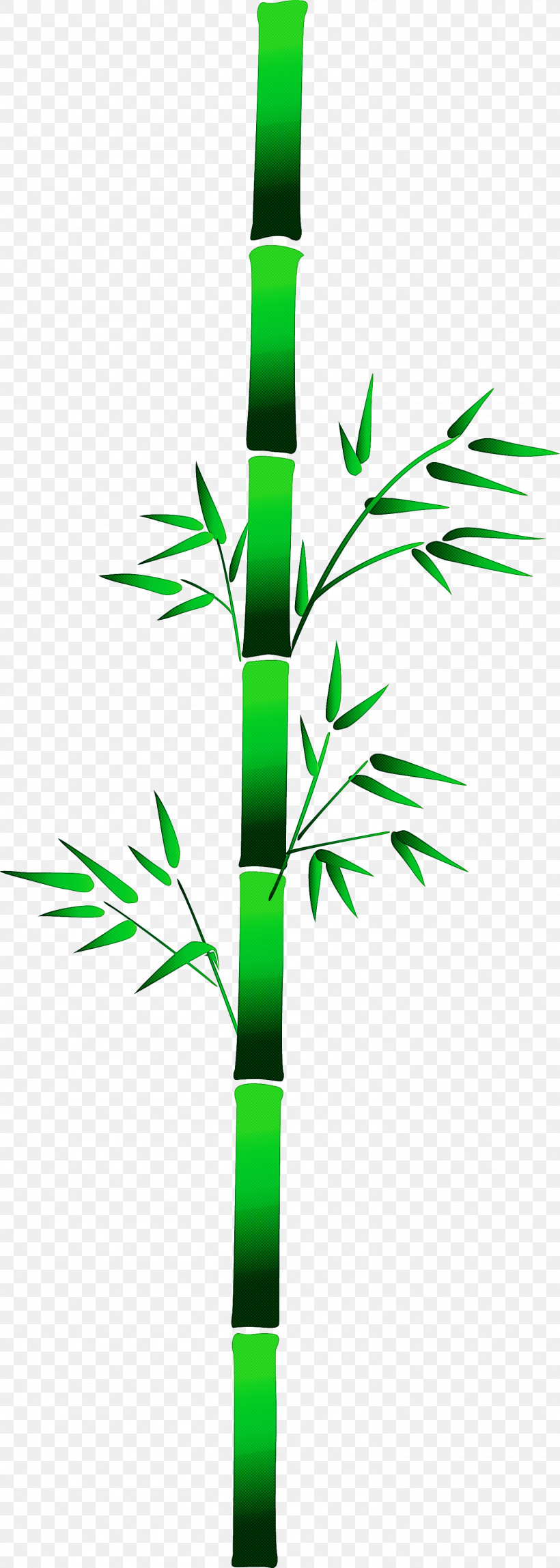 Bamboo Leaf, PNG, 1511x4234px, Bamboo, Flower, Grass, Grass Family, Leaf Download Free