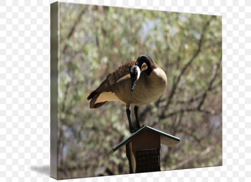Duck Finches Fauna Beak Feather, PNG, 650x596px, Duck, Beak, Bird, Ducks Geese And Swans, Fauna Download Free