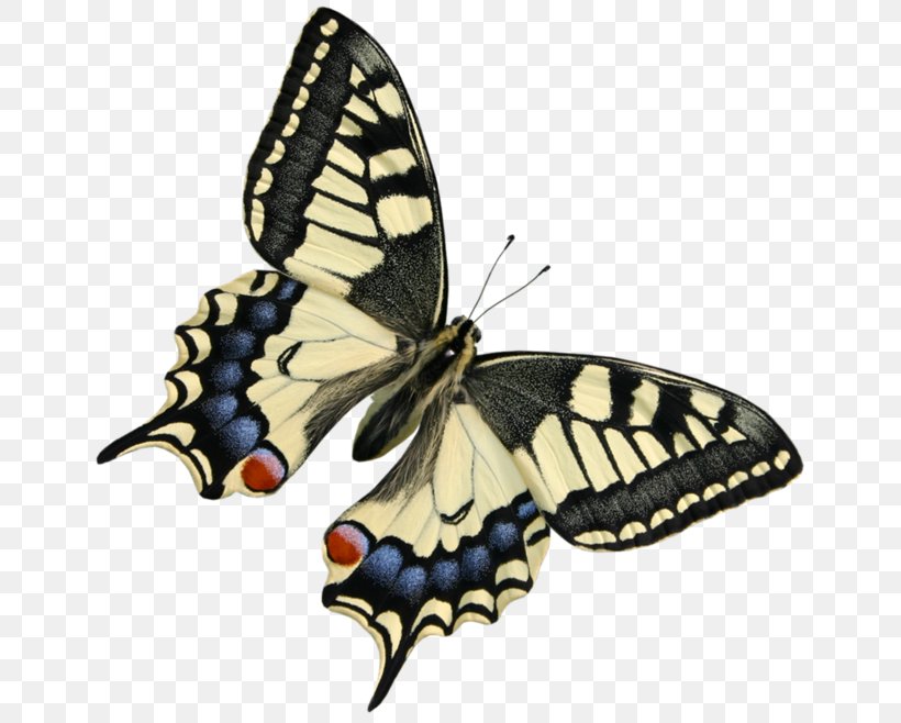 Monarch Butterfly Clip Art, PNG, 658x658px, Butterfly, Arthropod, Brush Footed Butterfly, Butterflies And Moths, Caterpillar Download Free