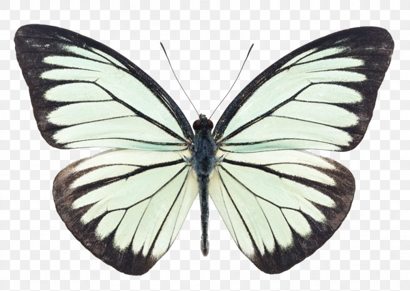 Butterfly Cartoon, PNG, 1011x718px, Butterfly, Brushfooted Butterfly, Cabbage White, Greenveined White, Insect Download Free