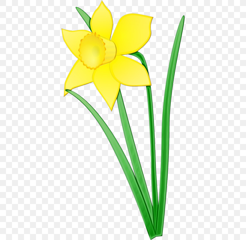 Flower Yellow Petal Plant Narcissus, PNG, 800x800px, Watercolor, Amaryllis Family, Cut Flowers, Flower, Narcissus Download Free