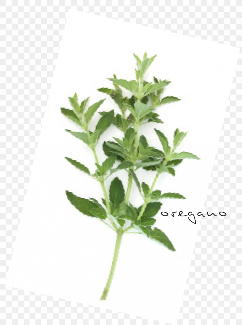 Leaf Herbalism Plant Stem Tree, PNG, 871x1169px, Leaf, Herb, Herbal, Herbalism, Plant Download Free
