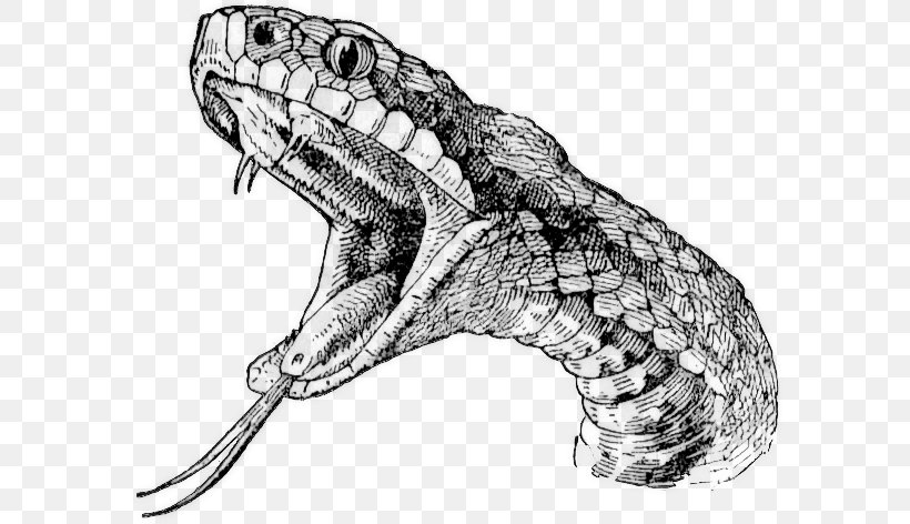 Rattlesnake Vipers Drawing Clip Art, PNG, 590x472px, Snake, Animal, Artwork, Automotive Design, Black And White Download Free