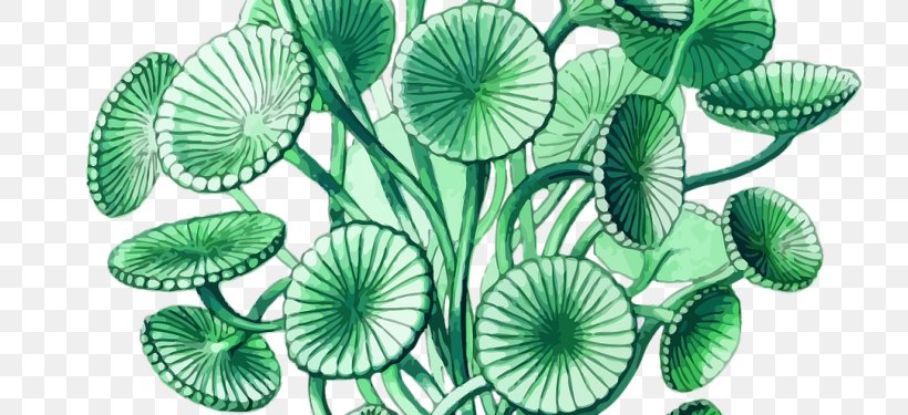 Art Forms In Nature Illustration Actiniae Artist, PNG, 750x375px, Art Forms In Nature, Actiniae, Algae, Art, Artist Download Free