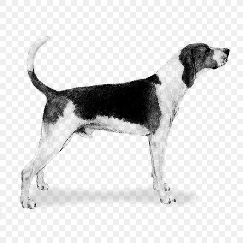 Treeing Walker Coonhound English Foxhound American Foxhound Harrier Beagle, PNG, 1107x1107px, Treeing Walker Coonhound, American Foxhound, Beagle, Beagleharrier, Canidae Download Free