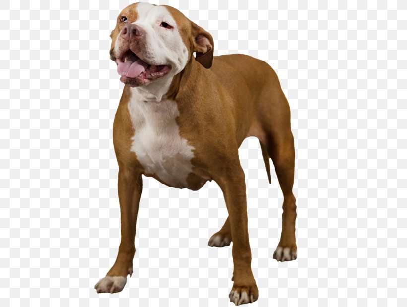 American Bully American Pit Bull Terrier Rare Breed (dog), PNG, 643x619px, American Bully, American Pit Bull Terrier, Animal, Breed, Bull Terrier Download Free
