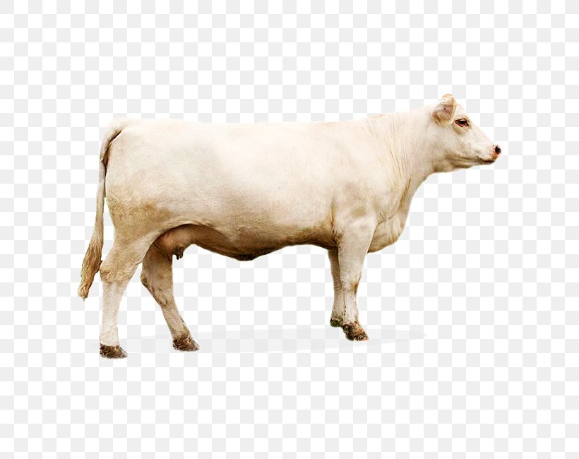 Calf Charolais Cattle Ox Kaliningrad Oblast Bull, PNG, 650x650px, Calf, Animal, Bedrijfstak, Bovinicoltura, Breed Download Free