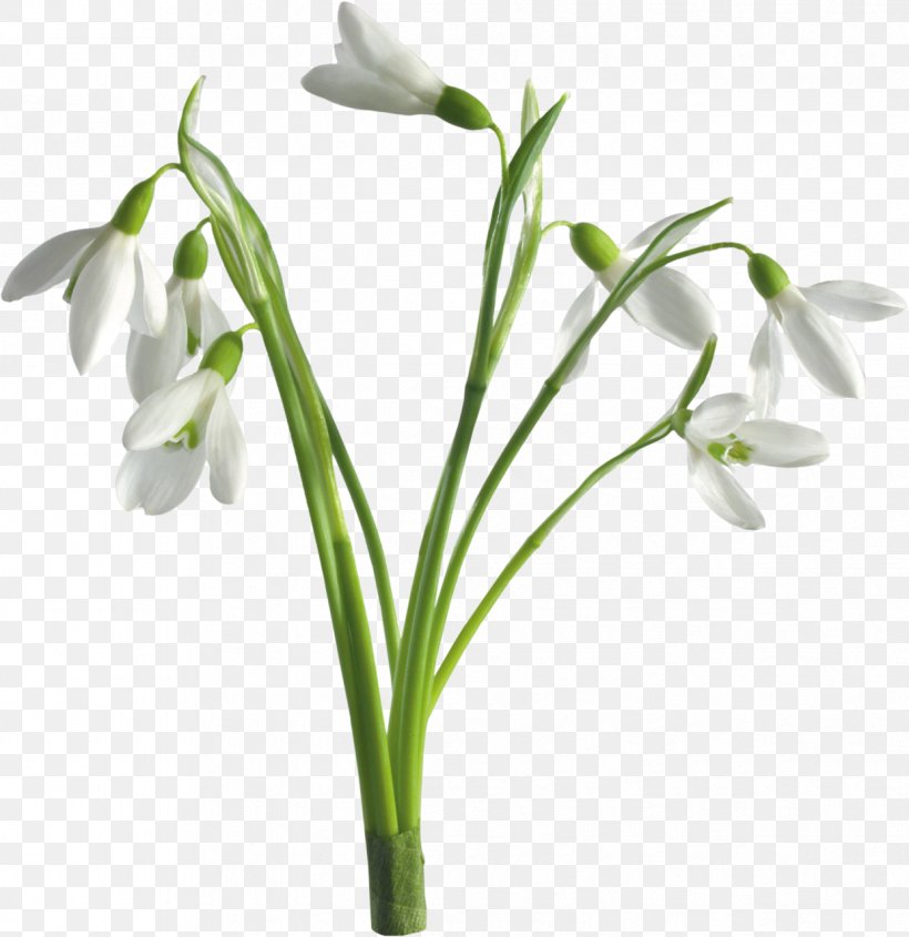 Snowdrop Desktop Wallpaper Flower Spring, PNG, 1241x1280px, Snowdrop, Cut Flowers, Embryophyta, Flower, Flower Bouquet Download Free