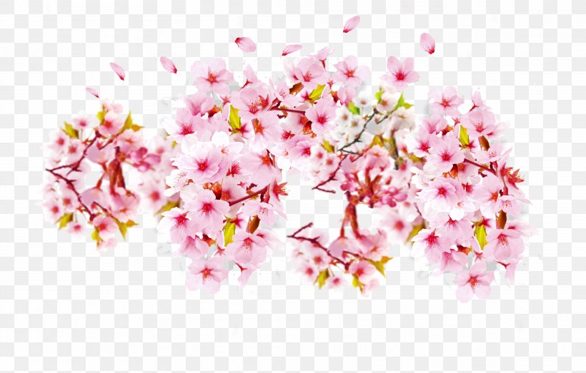 Cherry Blossom Petal Cerasus, PNG, 4027x2570px, Cherry Blossom, Auglis, Blossom, Branch, Cerasus Download Free