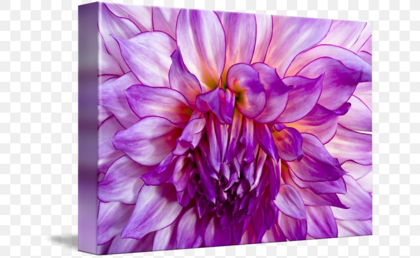 Dahlia Violet Floral Design Chrysanthemum, PNG, 650x504px, Dahlia, Chrysanthemum, Chrysanths, Daisy Family, Family Download Free