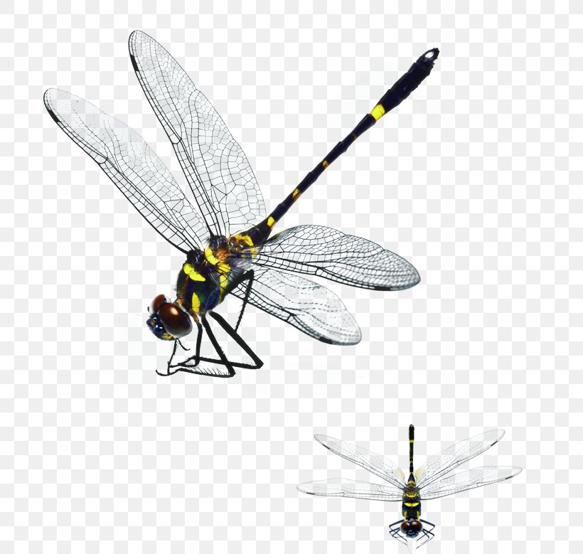 Dragonfly Download, PNG, 698x779px, Dragonfly, Arthropod, Data, Data Compression, Dragonflies And Damseflies Download Free