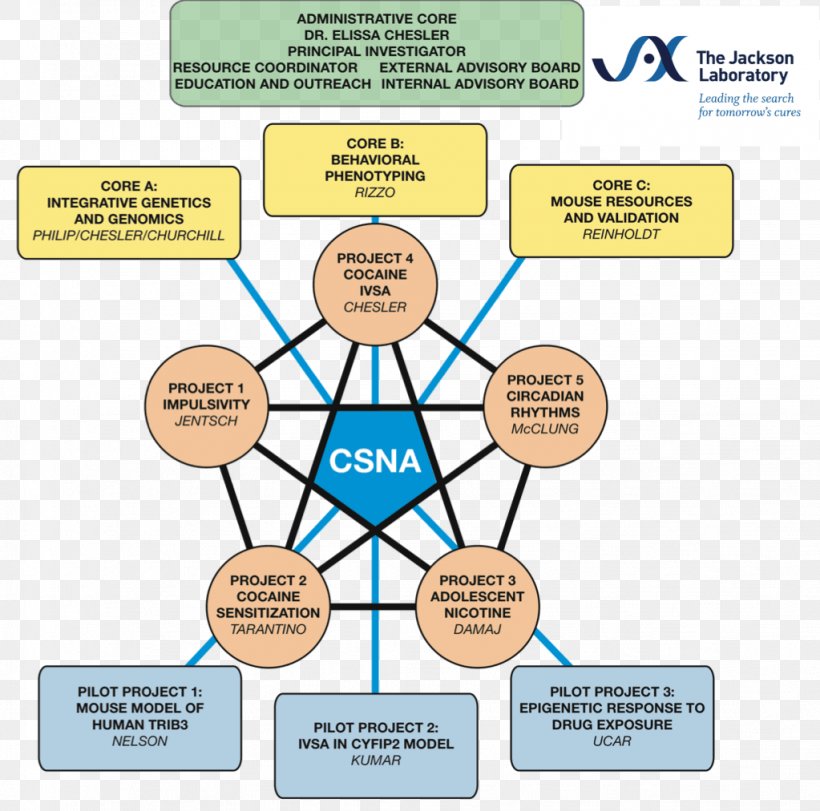 Jackson Laboratory Organization Diagram Human Behavior, PNG, 1023x1012px, Jackson Laboratory, Area, Behavior, Communication, Conversation Download Free