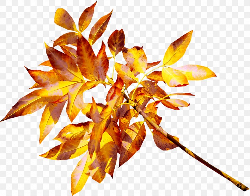 Leaf Yellow Gold Clip Art, PNG, 1280x1002px, Leaf, Abscission, Amber, Autumn, Branch Download Free
