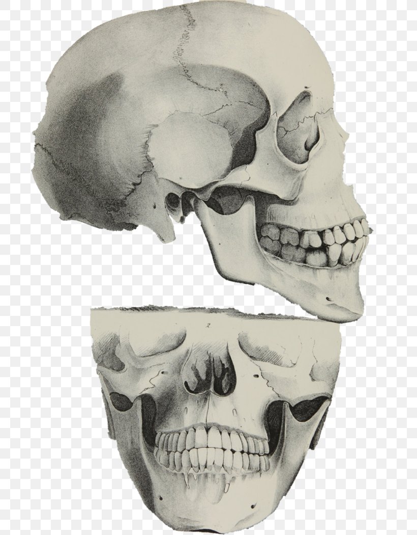 Skull Skeleton Jaw, PNG, 761x1050px, Skull, Bone, Head, Jaw, Skeleton Download Free