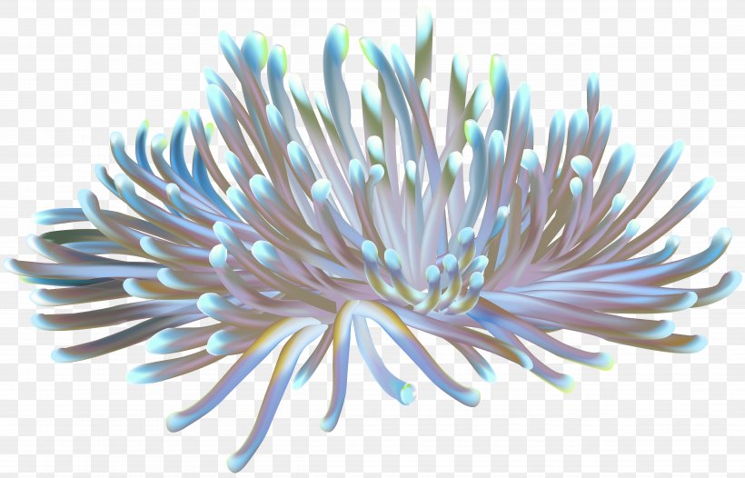 Clip Art Coral Reef Sea Anemone, PNG, 5000x3209px, Coral, Algae, Anemone, China Aster, Cnidaria Download Free